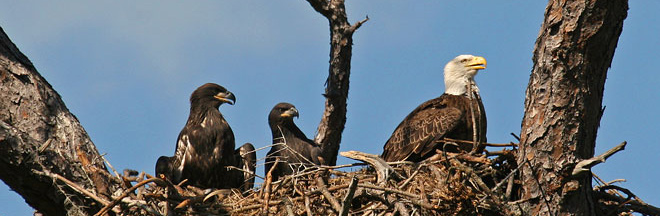 Family of eagles in nest