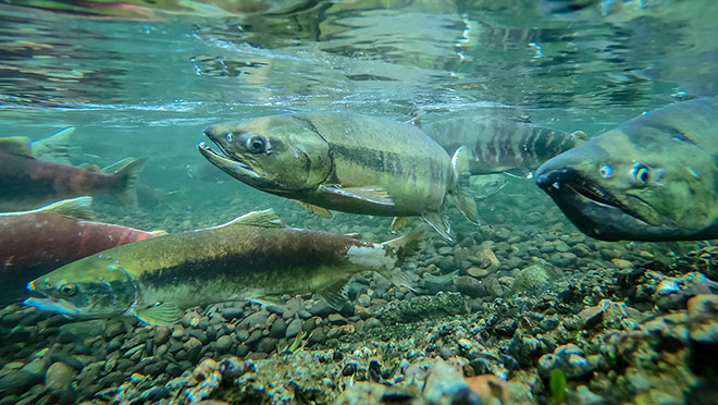 Spawning salmon swimming in a B.C. river