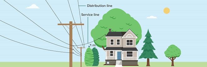Planting near your service wire Planting near your service wire