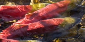 Gerrard rainbow trout swimming in a river