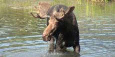 A moose crossing a body of water.