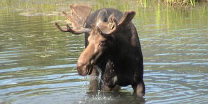 Moose crossing a body of water