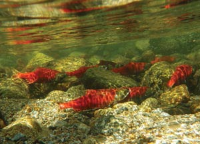 Salmon swimming in a river Salmon swimming in a river