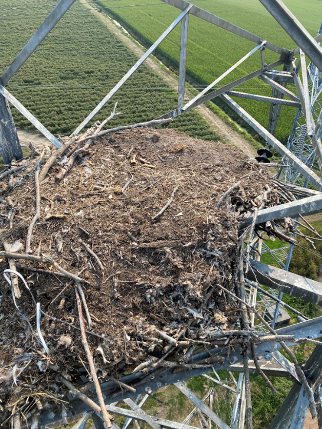 Eagle's nest on a BC Hydro transmission tower