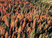 Mountain pine beetle infected trees