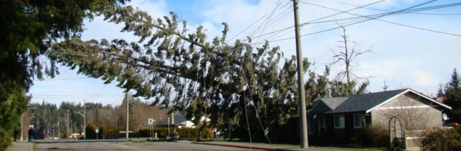 Fallen trees near powerlines Fallen trees near powerlines