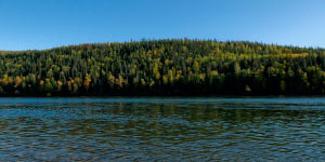 peace-river-trees-nature.jpg