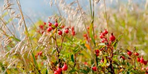 Red berries and grass near a river