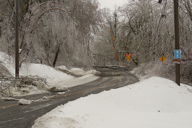 Fallen trees during winter snow storm