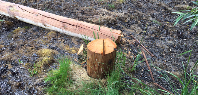 Power pole cut down by copper thieves in Prince George