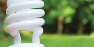 cfl-grass-tree-product.jpg