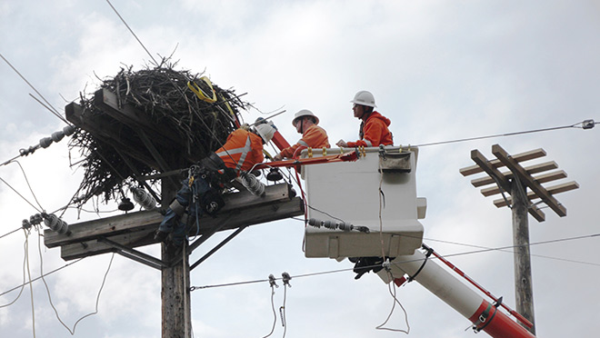 Crews work to move an osprey nest