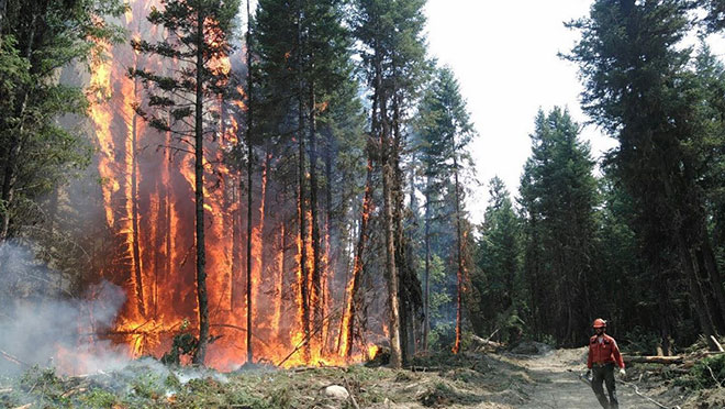 Image of a firefighter next to a burning stand of trees