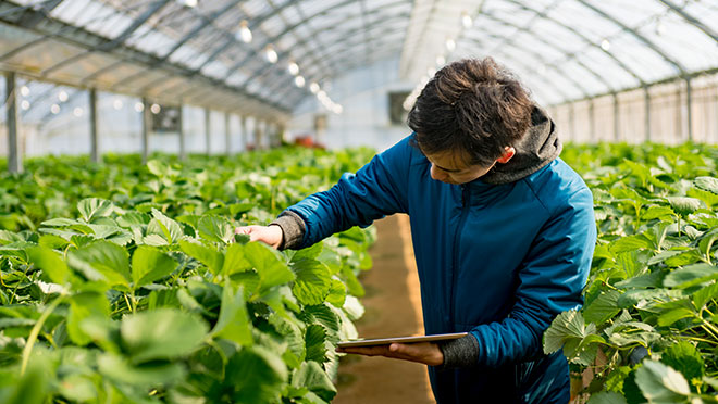 Image of a worker in a commercial greenhouse