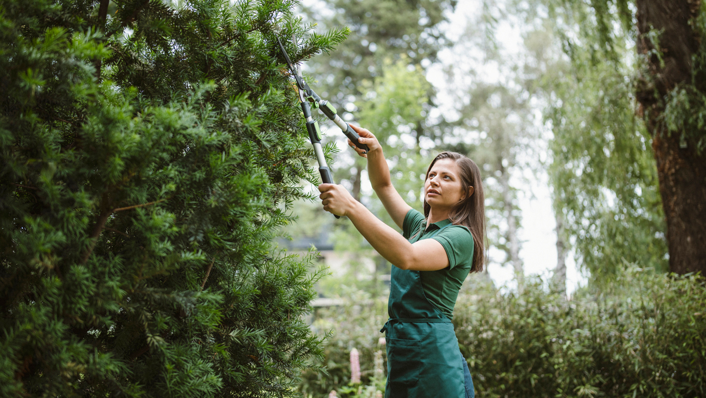 Woman using garden scissors trim trees and plants Woman using garden scissors trim trees and plants