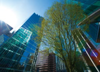Tree outside a group of highrise apartment buildings with sky and lens flare Tree outside a group of highrise apartment buildings with sky and lens flare
