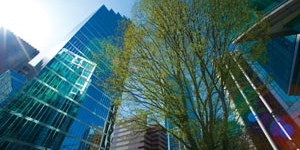 Tree outside a group of highrise apartment buildings with sky and lens flare