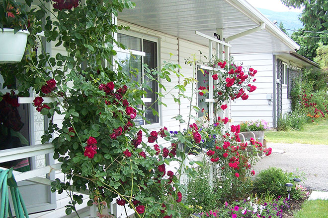 Image of roses growing on a Sicamous, B.C. home