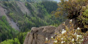 Flowers and vegetation near Site C