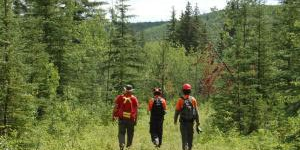 Workers walking in a pine forest near Site C