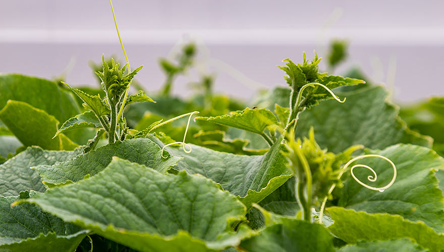 Growers warm to LEDs: what you need to know