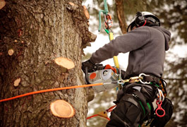 Is that tree healthy?