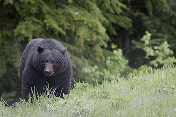 How you can steer clear of bears, cougars, wasps and ticks