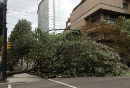 Lessons from a windstorm
