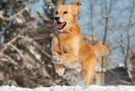 Winter safety tips: driving, pets, and heating