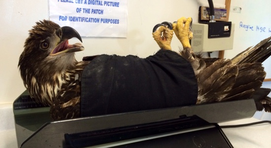 'Flash' the bald eagle recovering nicely, thanks to BC Hydro crews in Ladner