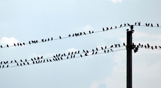 How do birds stay safe on power lines?
