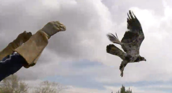 Months of rehabilitation end happily for eagle caught in live power line near Ladner