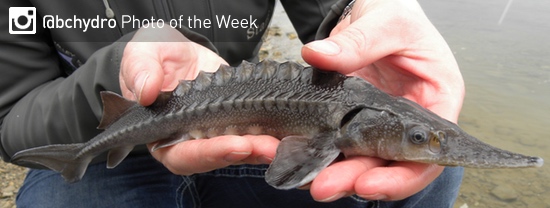 Photo of the Week