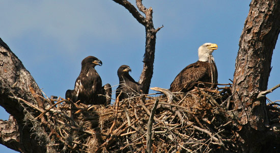 What we're doing to protect bald eagles