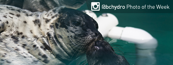Photo of the Week