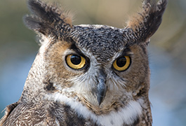 Owl rescued near Salmon Arm