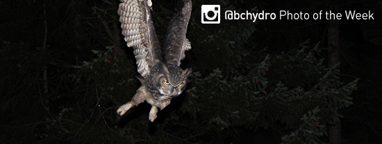 Photo of the Week