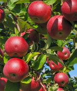 Low-hanging fruit