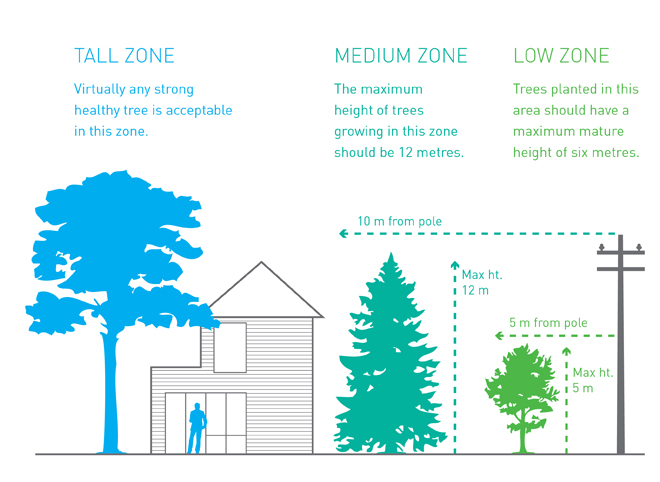 trees infographic zones full width graphic