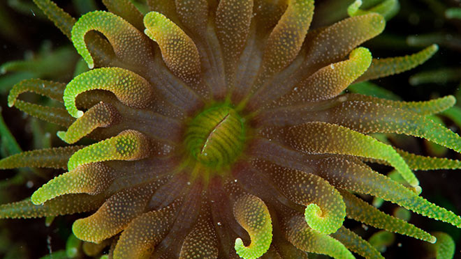 Image of a sea anemone