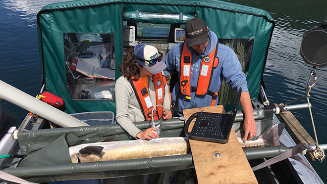 Image of biologists determining the sex of a sturgeon Image of biologists determining the sex of a sturgeon