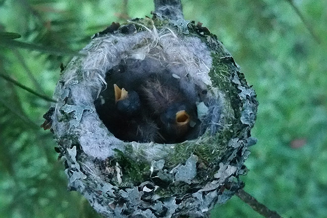 Image of baby hummingbirds in nest Image of baby hummingbirds in nest