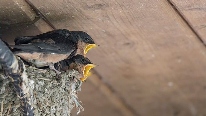 Nesting barn swallows