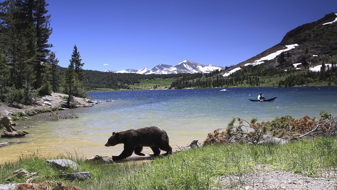 bear-boater-nature-animal-fullwidth.jpg bear-boater-nature-animal-fullwidth.jpg