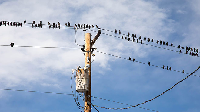Image of birds perched on power lines Image of birds perched on power lines