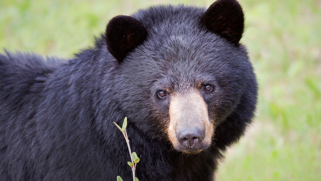Image of a black bear Image of a black bear
