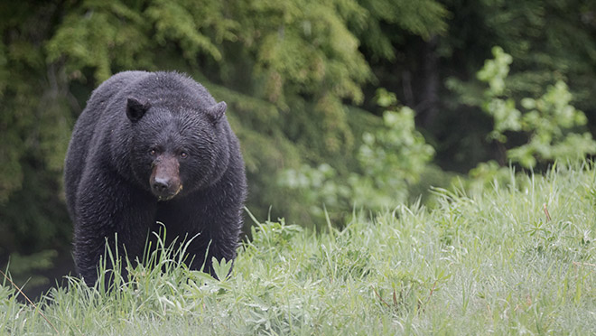 Image of a black bear in Whistler, B.C.