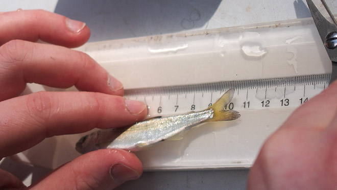 Image of juvenile fish being measured Image of juvenile fish being measured