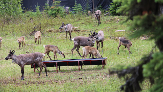 Caribou cows and calves wander near a feeding trough