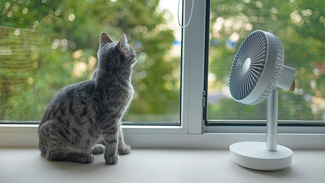 Cat sitting with a fan in front of a home window